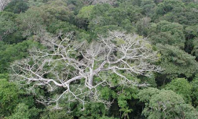 ciri-ciri hutan hujan tropis