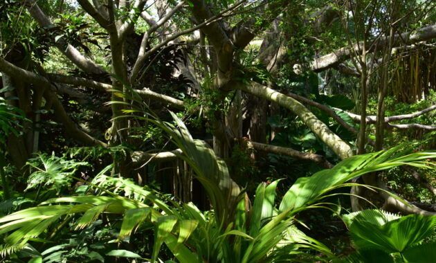 manfaat hutan huan tropis