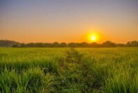 ekosistem sawah