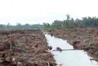 pengertian tanah organosol gambut