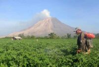 pengertian tanah vulkanik