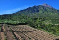 tanah regosol