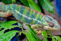 Reptil adalah