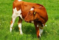 contoh hewan vivipar - sapi