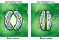 stomata tumbuhan