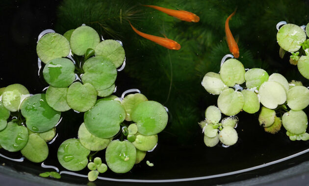 contoh tumbuhan hidrofit amazon frogbit