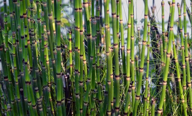 tanaman hidrofit  bambu air