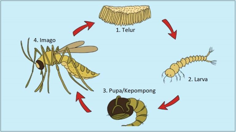 Pengertian Metamorfosis Sempurna: Ciri-Ciri, Dan Contohnya