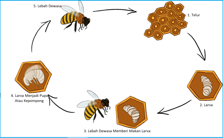 Metamorfosis Lebah Tahapan Dan Kasta Lebah