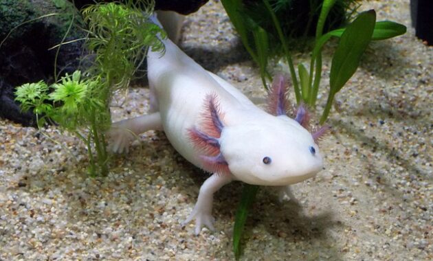 contoh hewan amfibi axolotl