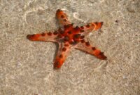 Contoh Echinodermata adalah bintang laut