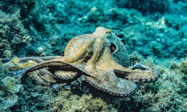 Contoh hewan mollusca adalah Gurita 