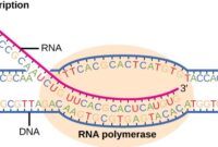 Pengertian Transkripsi dalam Biologi
