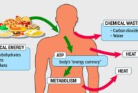 Pengertian dan Proses Metabolisme Lemak dalam Tubuh