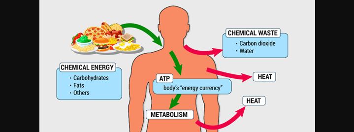 Pengertian dan Proses Metabolisme Lemak dalam Tubuh